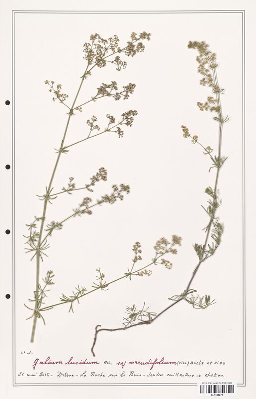 Galium lucidum  (Rubiaceae)