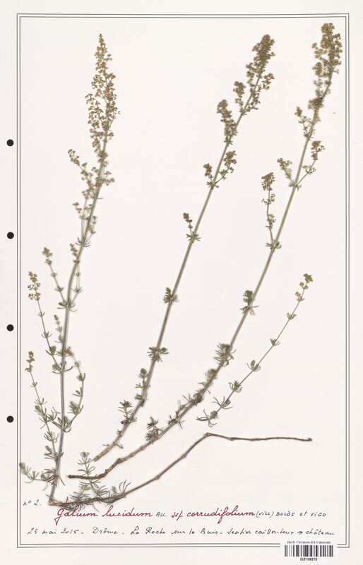 Galium lucidum  (Rubiaceae)