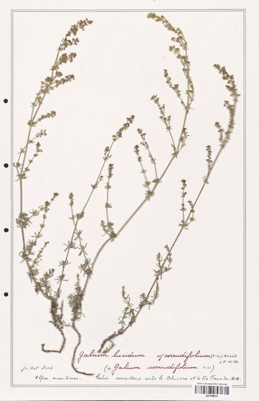 Galium lucidum  (Rubiaceae)