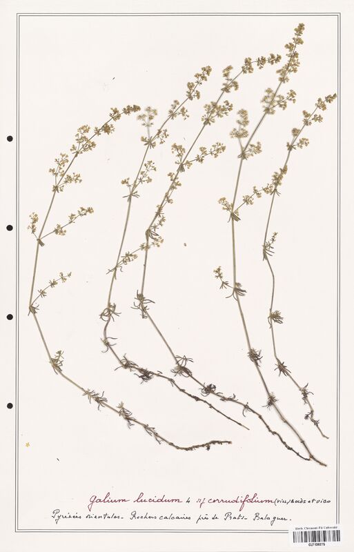 Galium lucidum  (Rubiaceae)