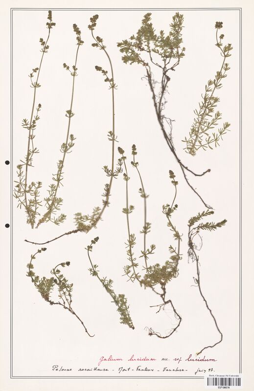 Galium lucidum  (Rubiaceae)