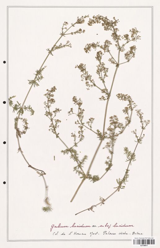 Galium lucidum  (Rubiaceae)