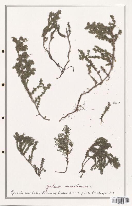 Galium maritimum  (Rubiaceae)