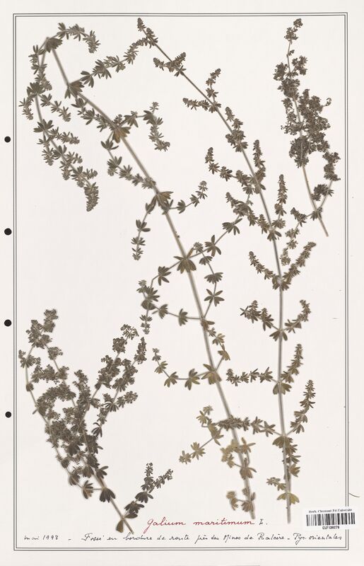 Galium maritimum  (Rubiaceae)