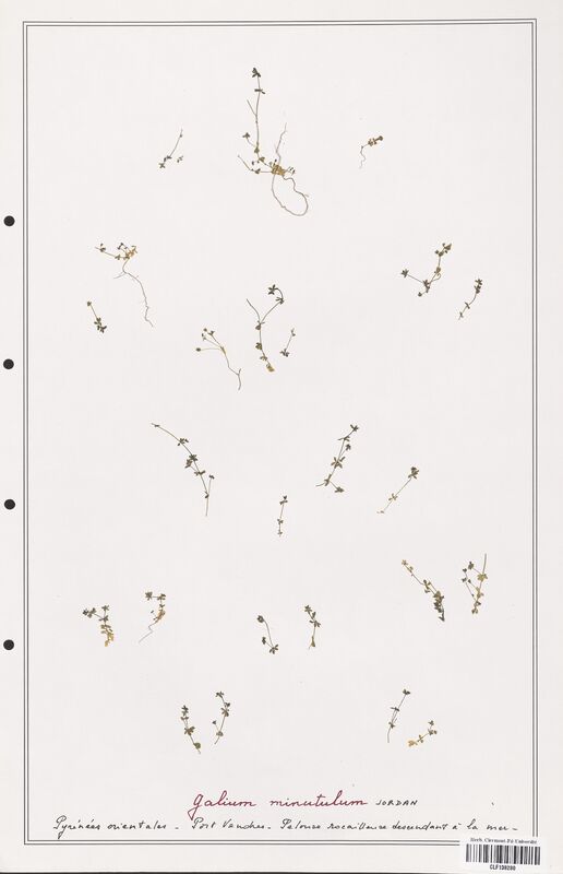 Galium minutulum  (Rubiaceae)