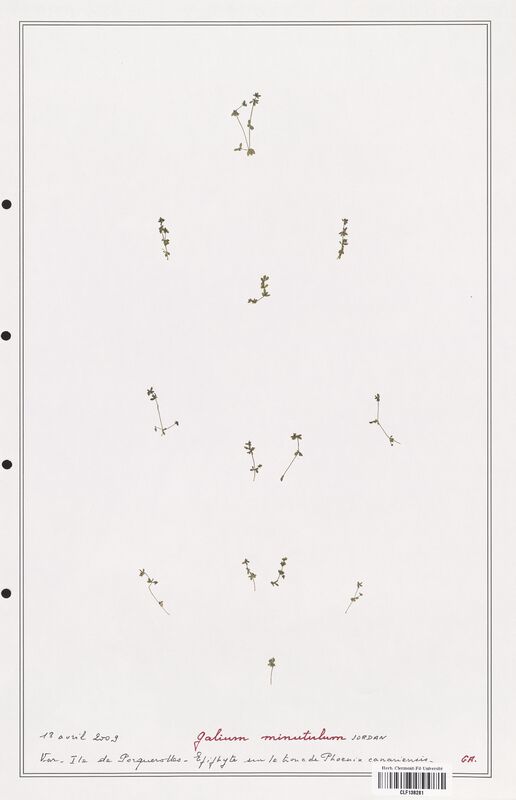 Galium minutulum  (Rubiaceae)