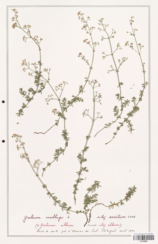 Galium mollugo  (Rubiaceae)