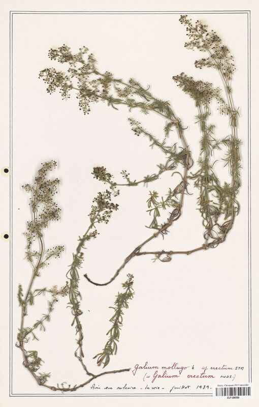 Galium mollugo  (Rubiaceae)