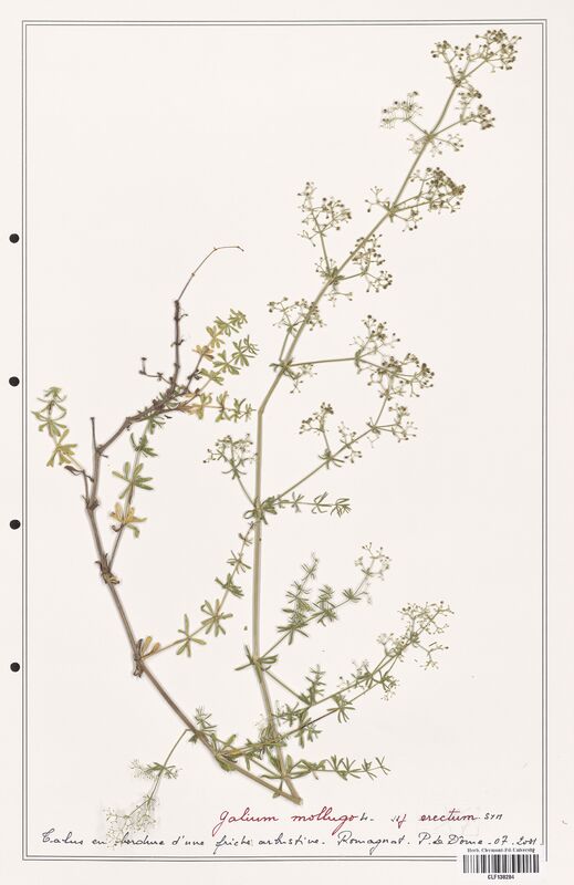 Galium mollugo  (Rubiaceae)