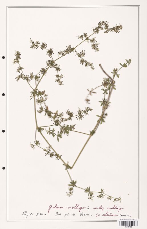 Galium mollugo  (Rubiaceae)