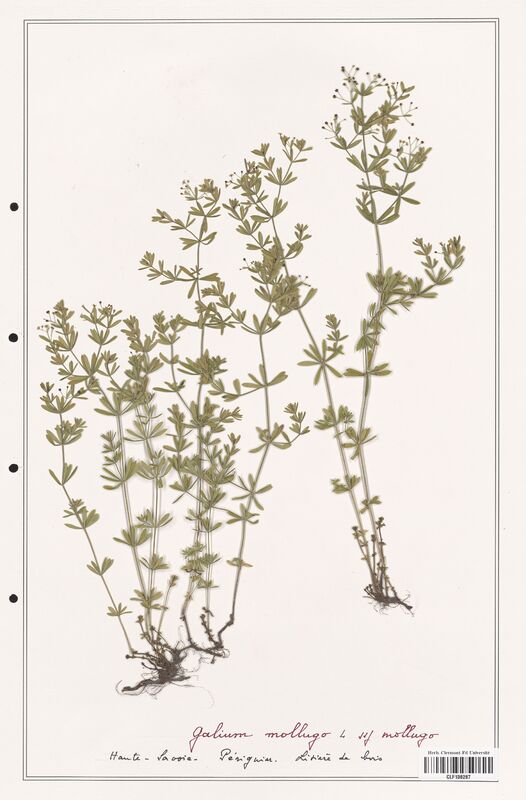 Galium mollugo  (Rubiaceae)