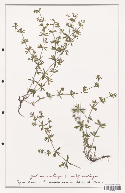 Galium mollugo  (Rubiaceae)