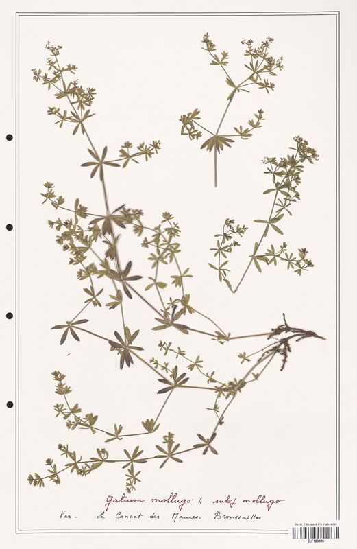 Galium mollugo  (Rubiaceae)