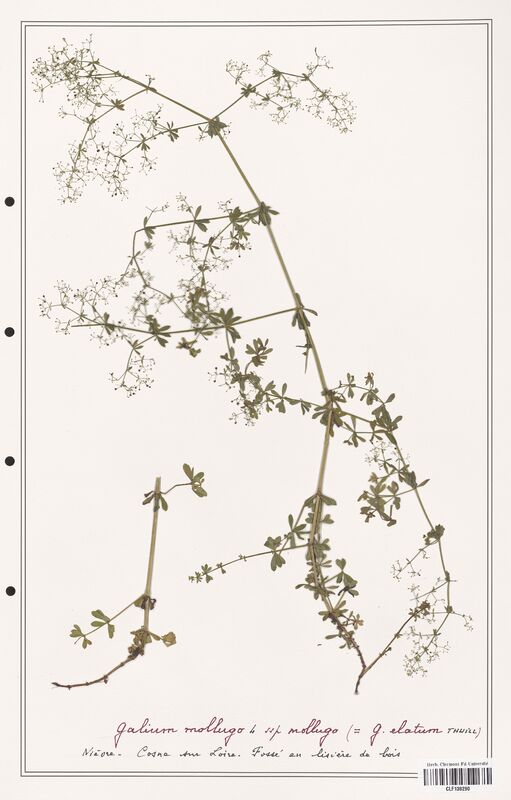 Galium mollugo  (Rubiaceae)
