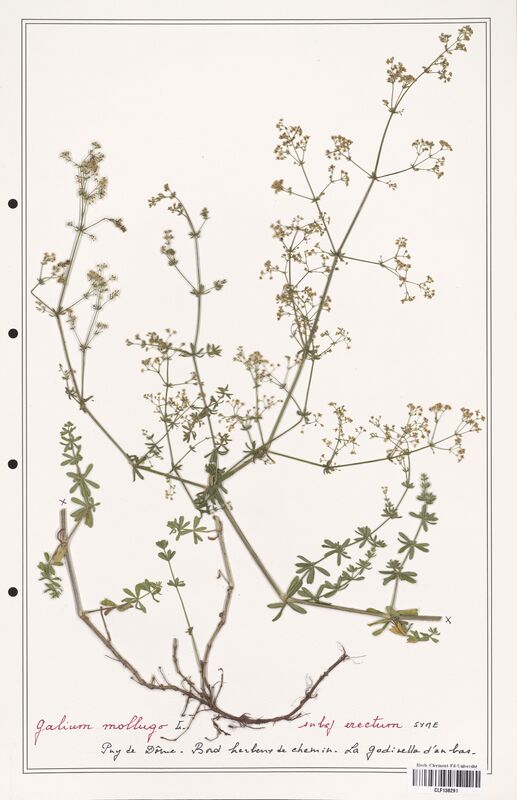 Galium mollugo  (Rubiaceae)