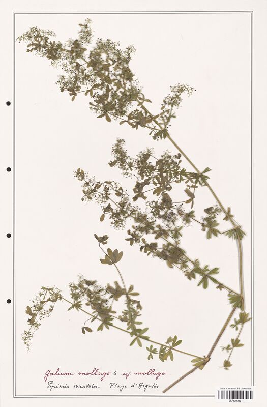 Galium mollugo  (Rubiaceae)