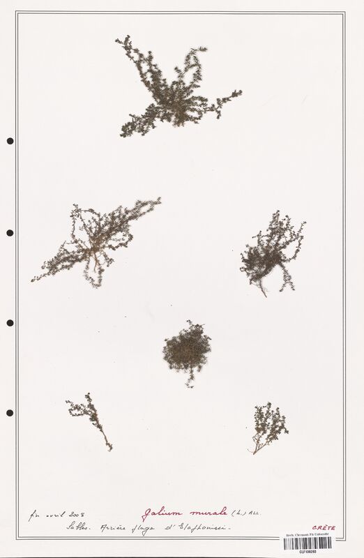 Galium murale  (Rubiaceae)