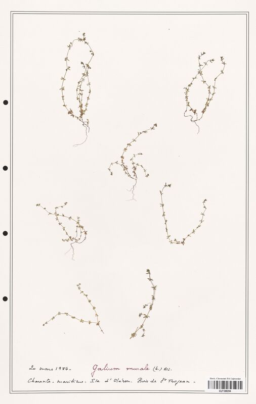 Galium murale  (Rubiaceae)