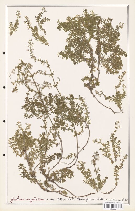 Galium neglectum  (Rubiaceae)