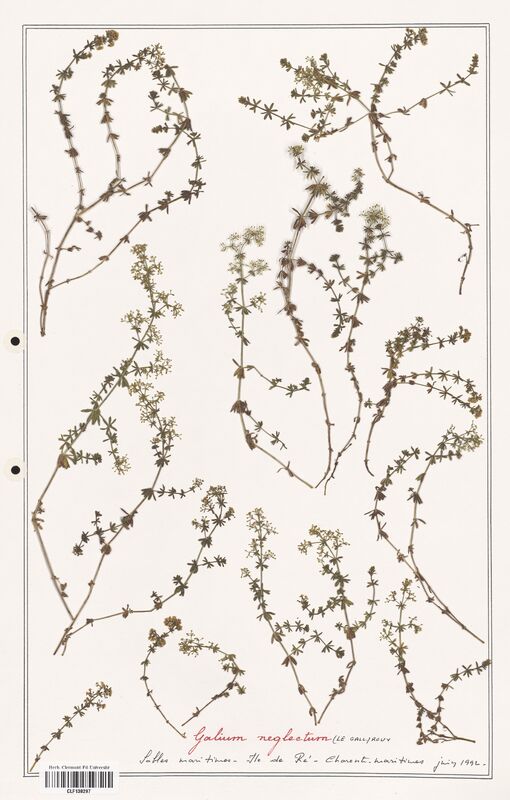 Galium neglectum  (Rubiaceae)