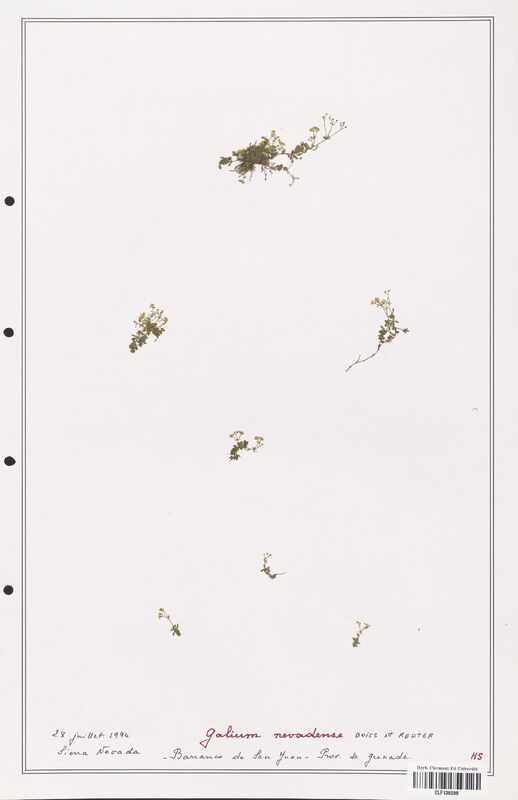 Galium nevadense  (Rubiaceae)