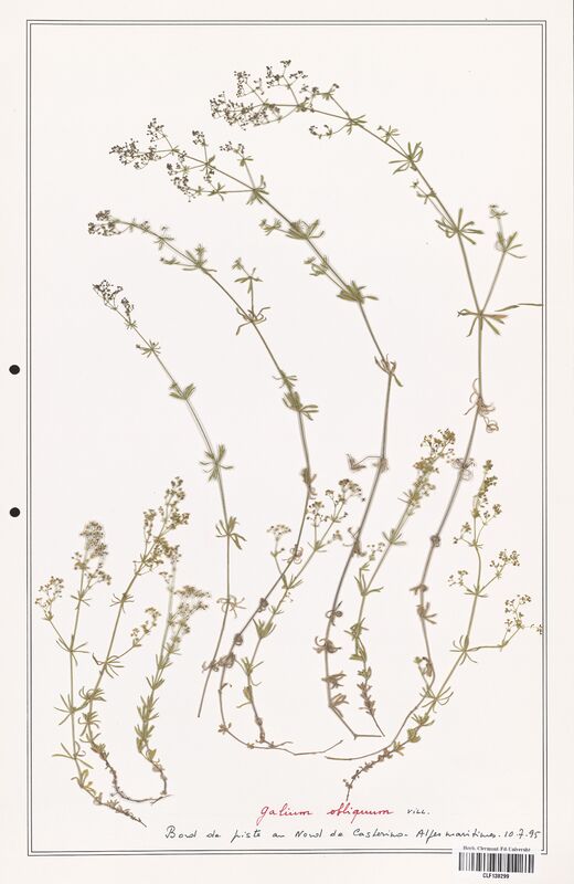 Galium obliquum  (Rubiaceae)