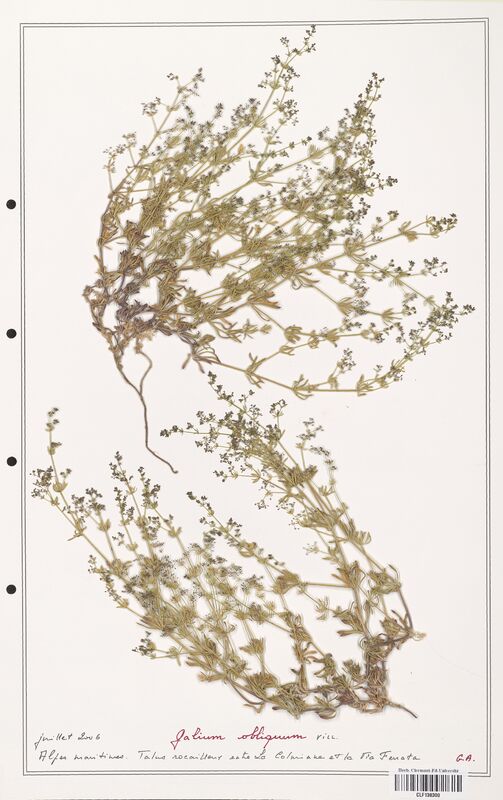 Galium obliquum  (Rubiaceae)