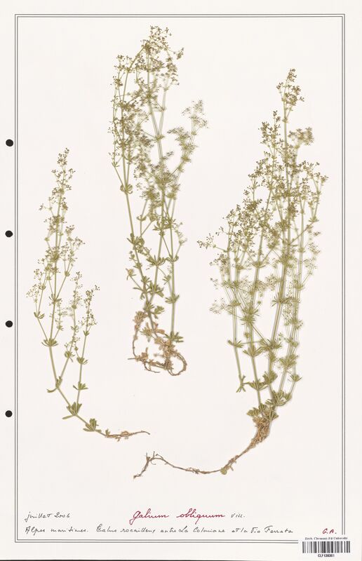 Galium obliquum  (Rubiaceae)