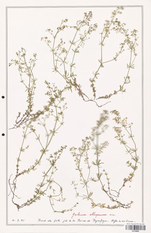 Galium obliquum  (Rubiaceae)