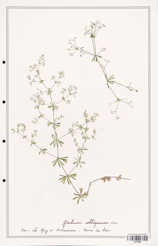 Galium obliquum  (Rubiaceae)