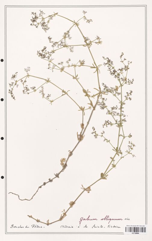 Galium obliquum  (Rubiaceae)