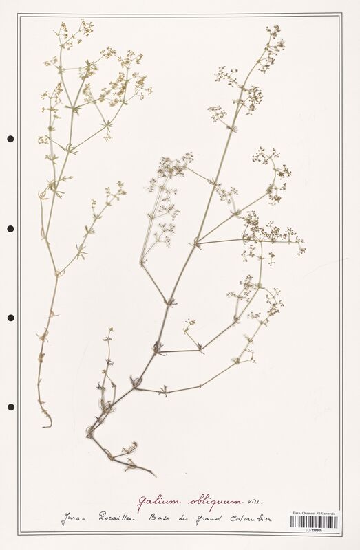 Galium obliquum  (Rubiaceae)