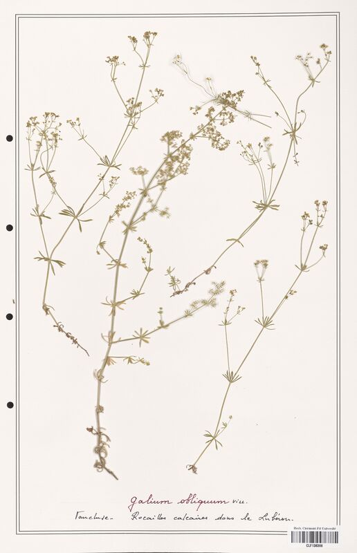 Galium obliquum  (Rubiaceae)