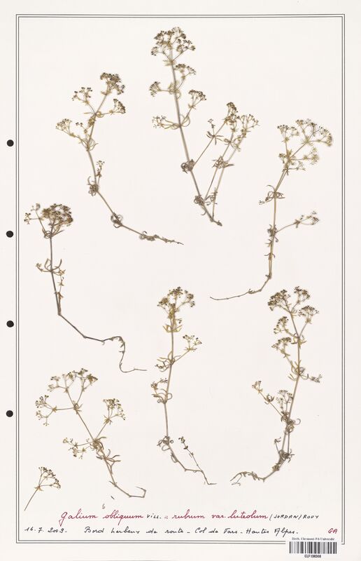 Galium obliquum  (Rubiaceae)