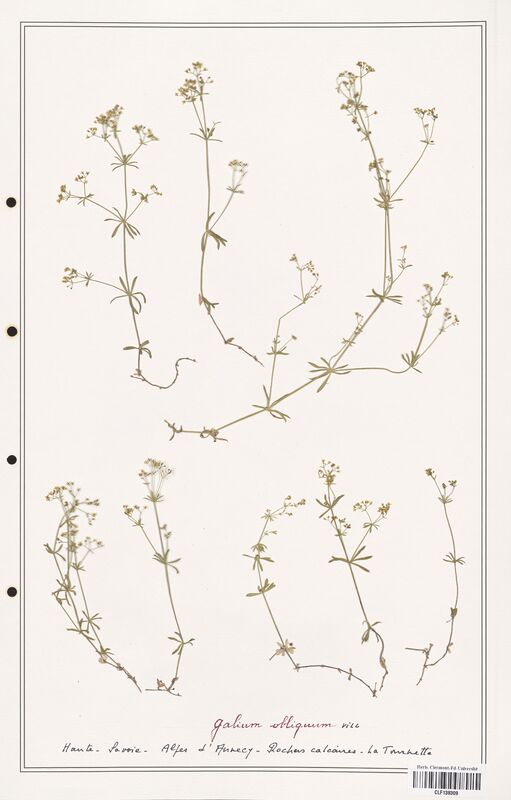 Galium obliquum  (Rubiaceae)
