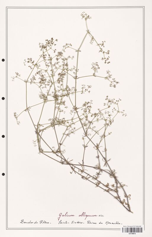 Galium obliquum  (Rubiaceae)