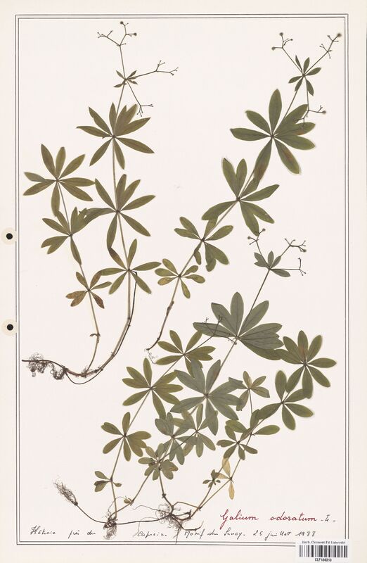 Galium odoratum  (Rubiaceae)