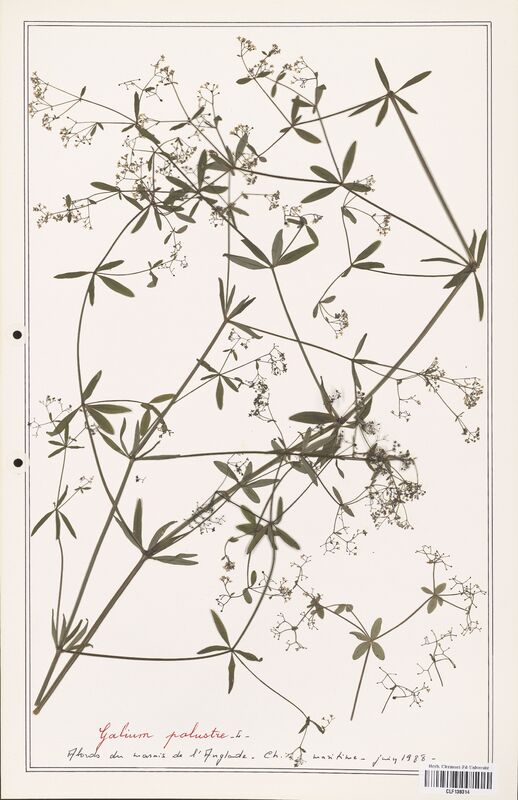 Galium palustre  (Rubiaceae)