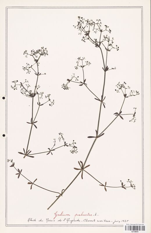 Galium palustre  (Rubiaceae)