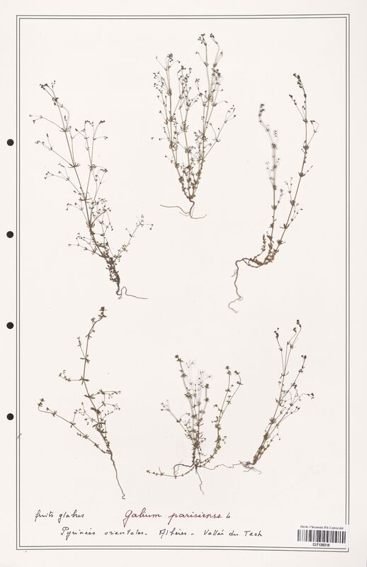 Galium parisiense  (Rubiaceae)