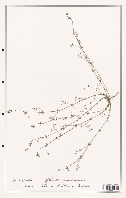 Galium parisiense  (Rubiaceae)