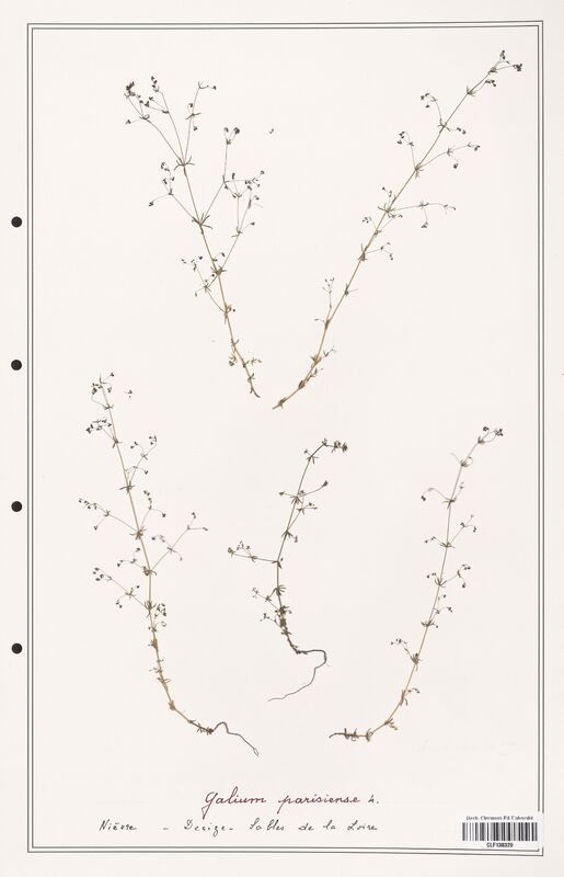 Galium parisiense  (Rubiaceae)