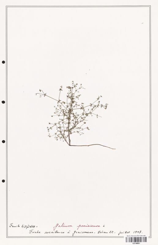 Galium parisiense  (Rubiaceae)