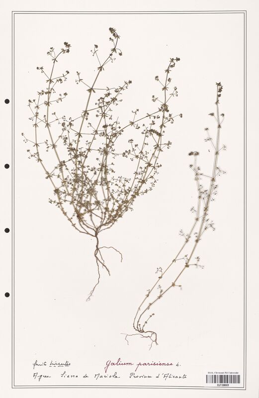 Galium parisiense  (Rubiaceae)