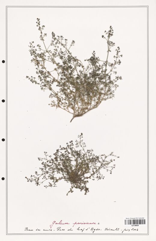 Galium parisiense  (Rubiaceae)