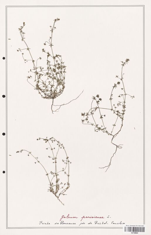 Galium parisiense  (Rubiaceae)