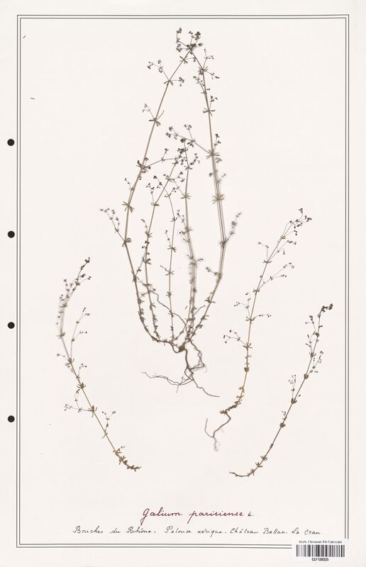 Galium parisiense  (Rubiaceae)