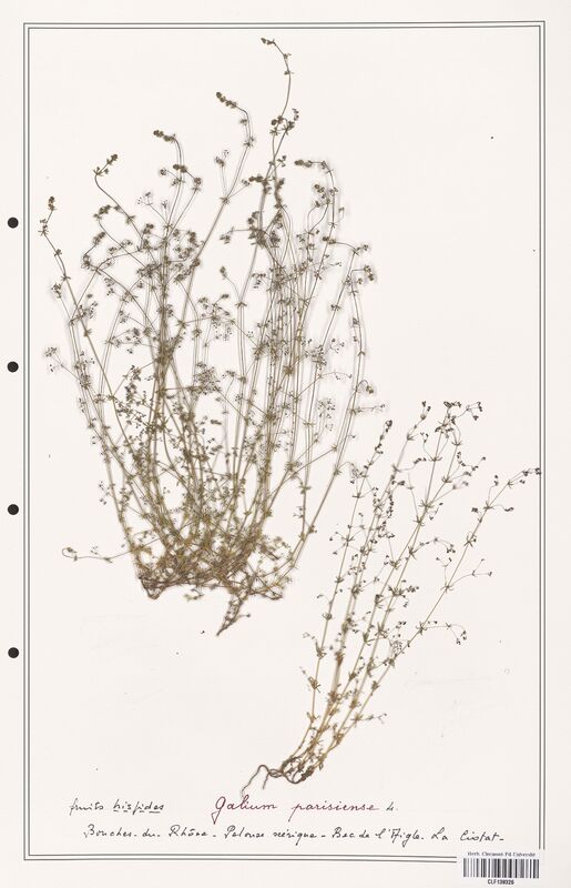 Galium parisiense  (Rubiaceae)