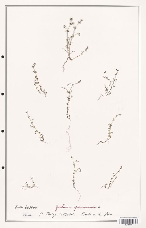 Galium parisiense  (Rubiaceae)