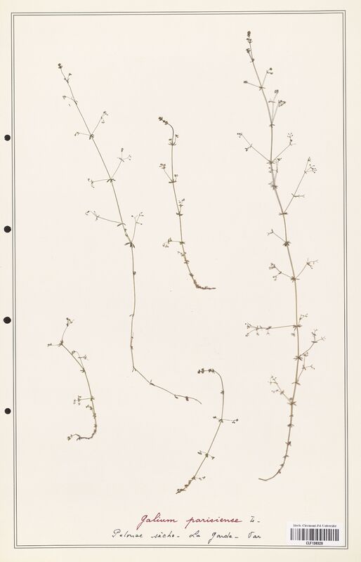 Galium parisiense  (Rubiaceae)